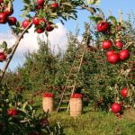 apple-1873078_640