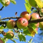 apple-tree-orchard-apfelernte-54629