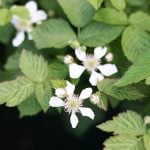 raspberries-3807954_640