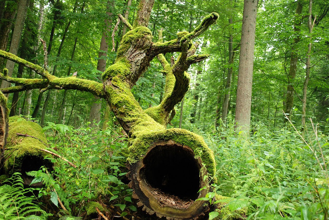 Puszcze białowieska