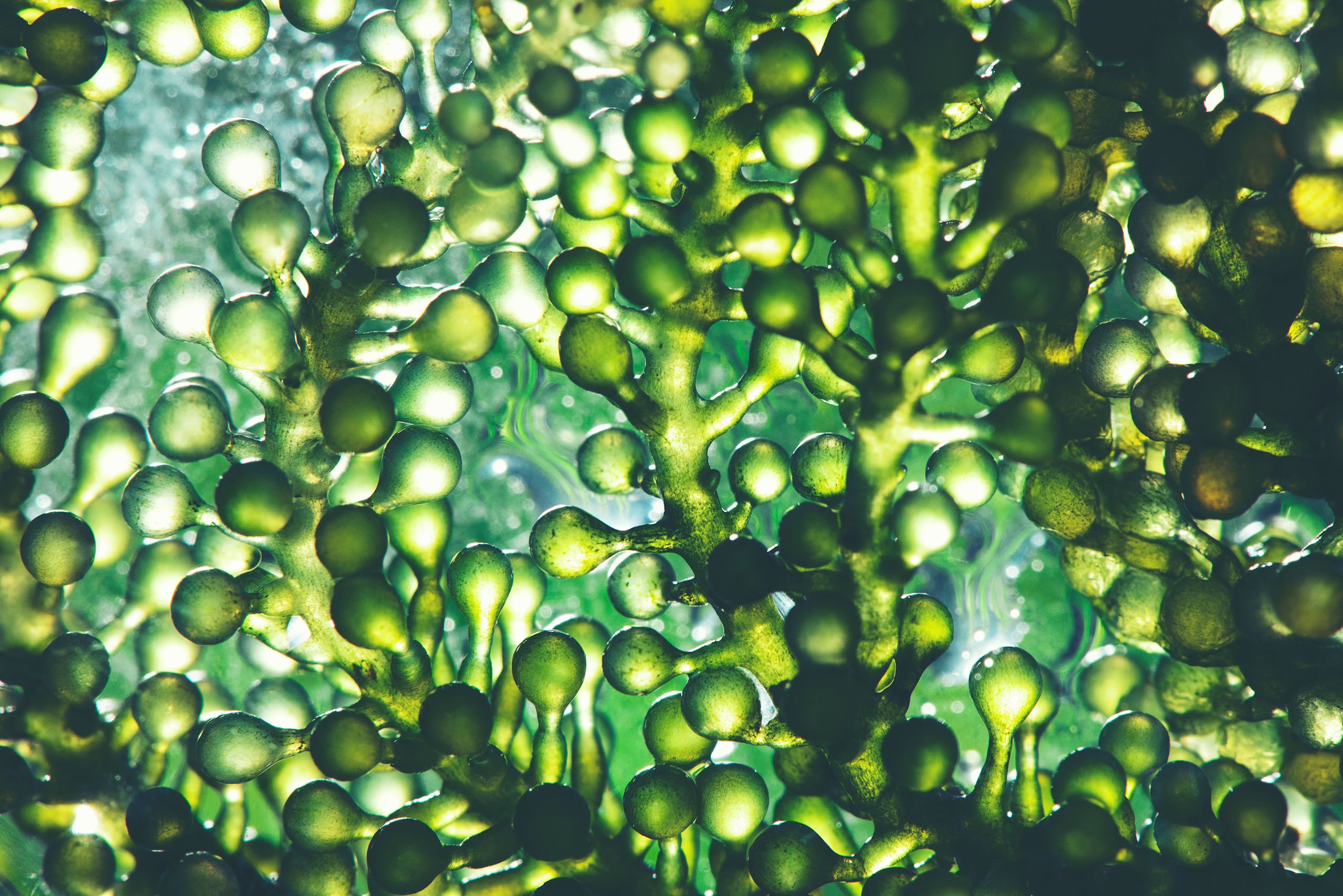 Algi i żelatyna mogą posłużyć do produkcji naturalnej folii, która nie szkodzi środowisku