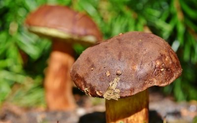 cep-3708755_640